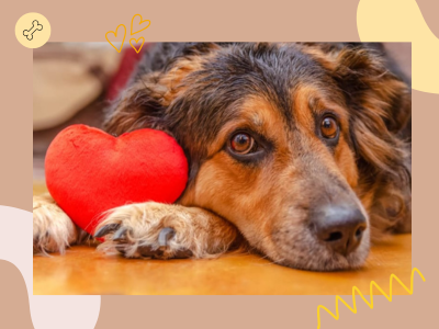 รักษาโรคหัวใจด้วยVetmedin