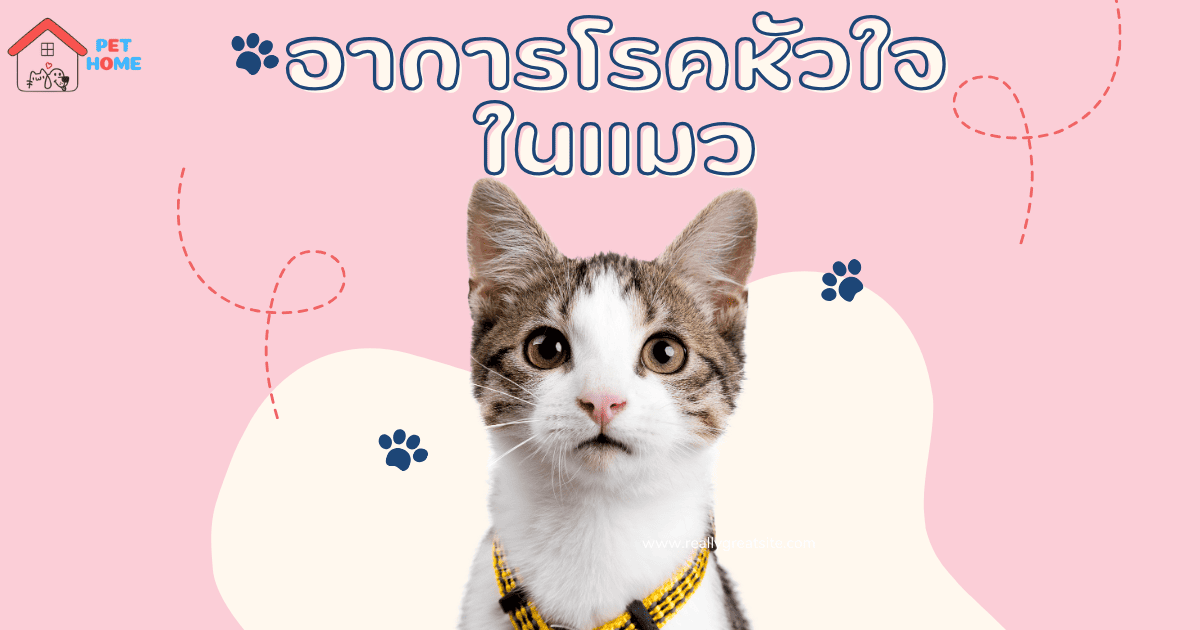 โรคหัวใจอาการในแมว