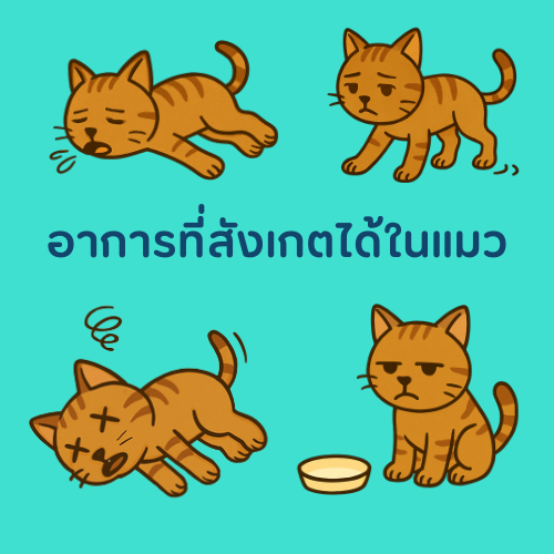 อาการที่สังเกตได้ในแมว