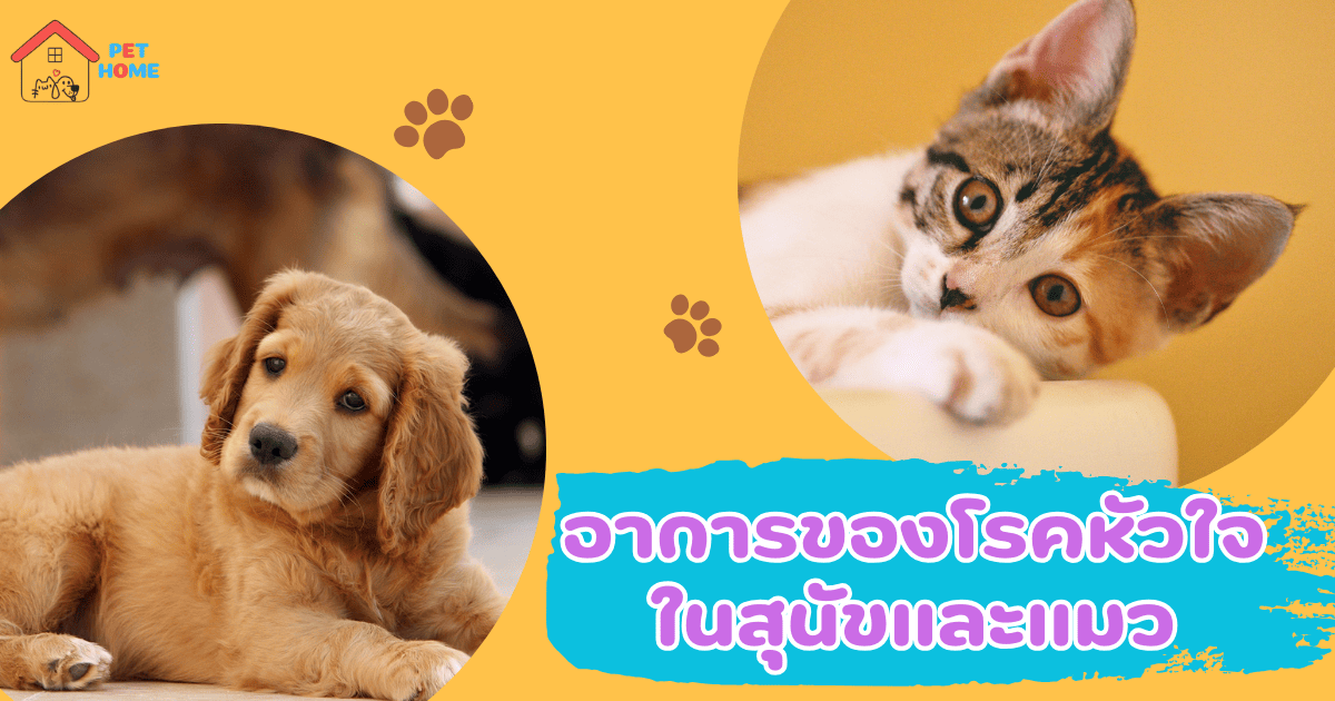 อาการของโรคหัวใจในสุนัขและแมว