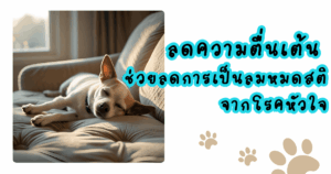 ลดความตื่นเต้น Vetmedin ทำงานดีขึ้น