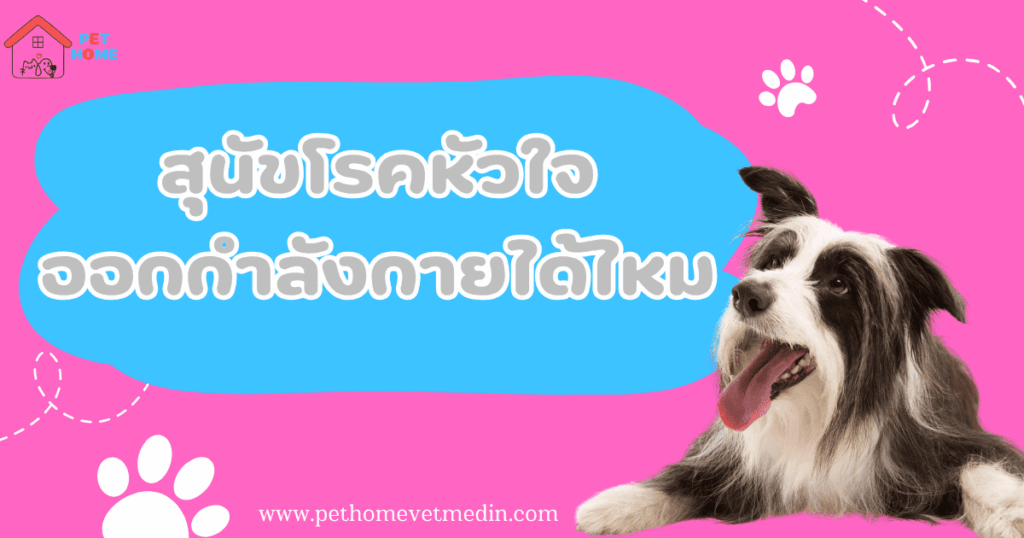 สุนัขโรคหัวใจออกกำลังกาย