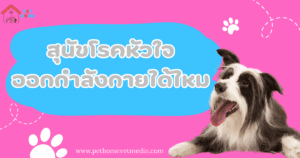 สุนัขโรคหัวใจออกกำลังกาย