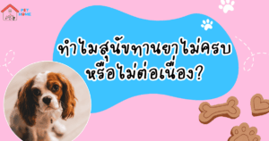 สุนัขทานยาไม่ครบ