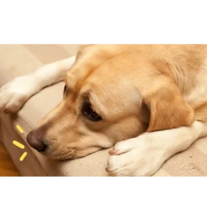 สุนัขเหนื่อย