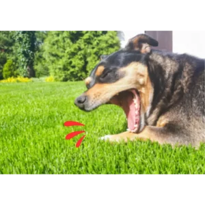 สุนัขเป็นโรคหัวใจ